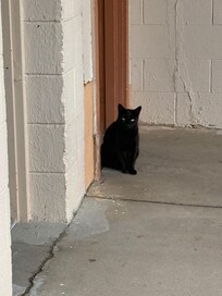 Local kitty. Friendly but cautious.