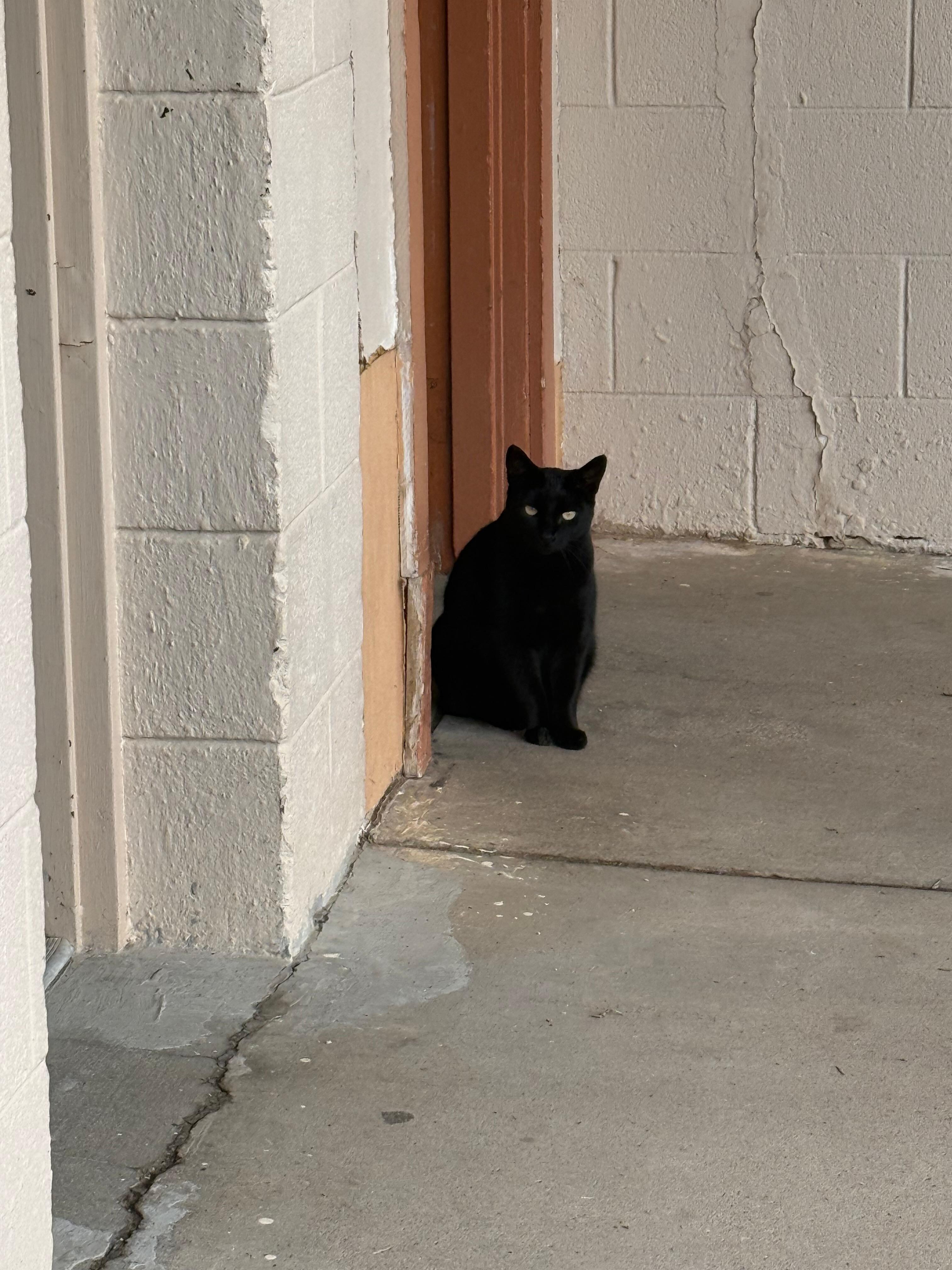 Local kitty. Friendly but cautious.