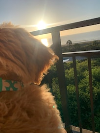 Dolly loved her first beach trip!