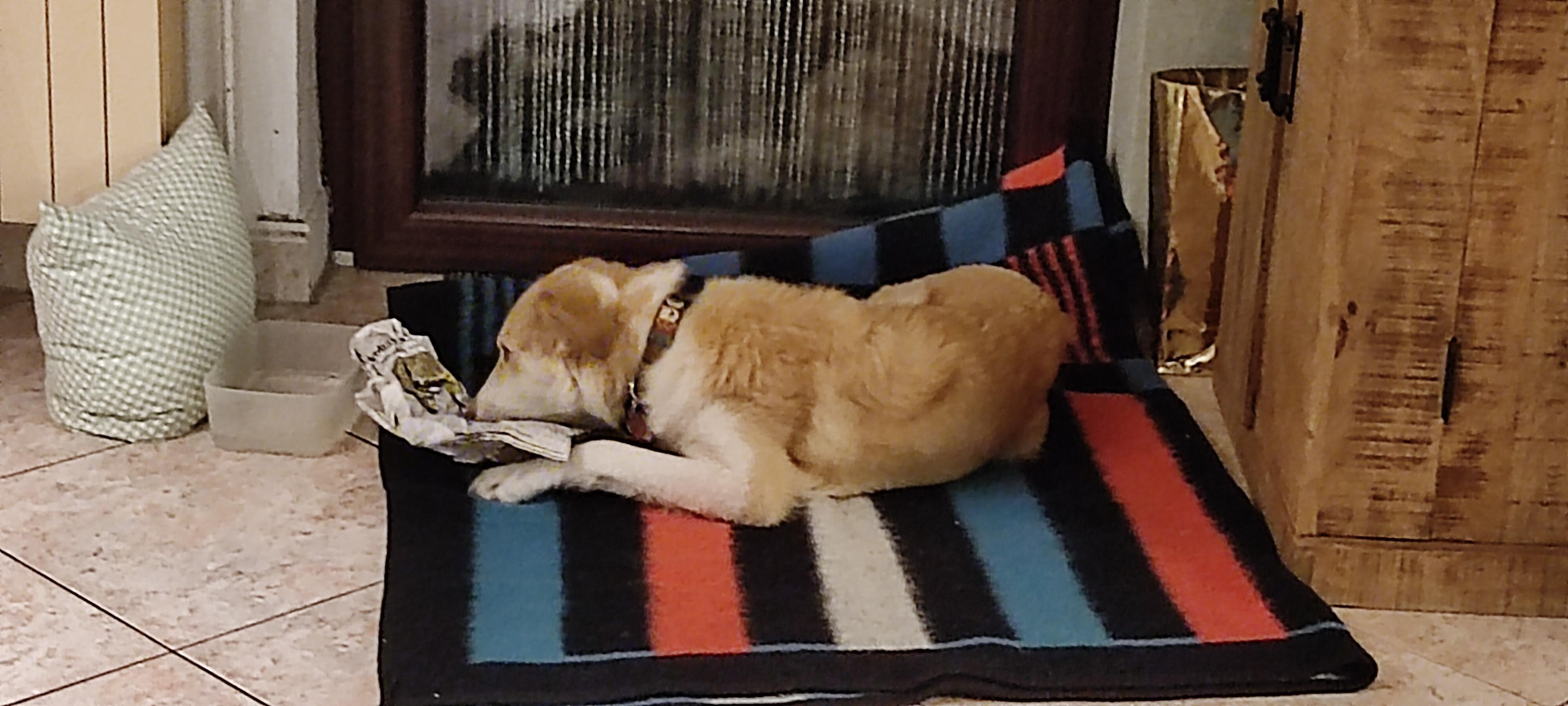 Es sind auch Haustier erlaubt 