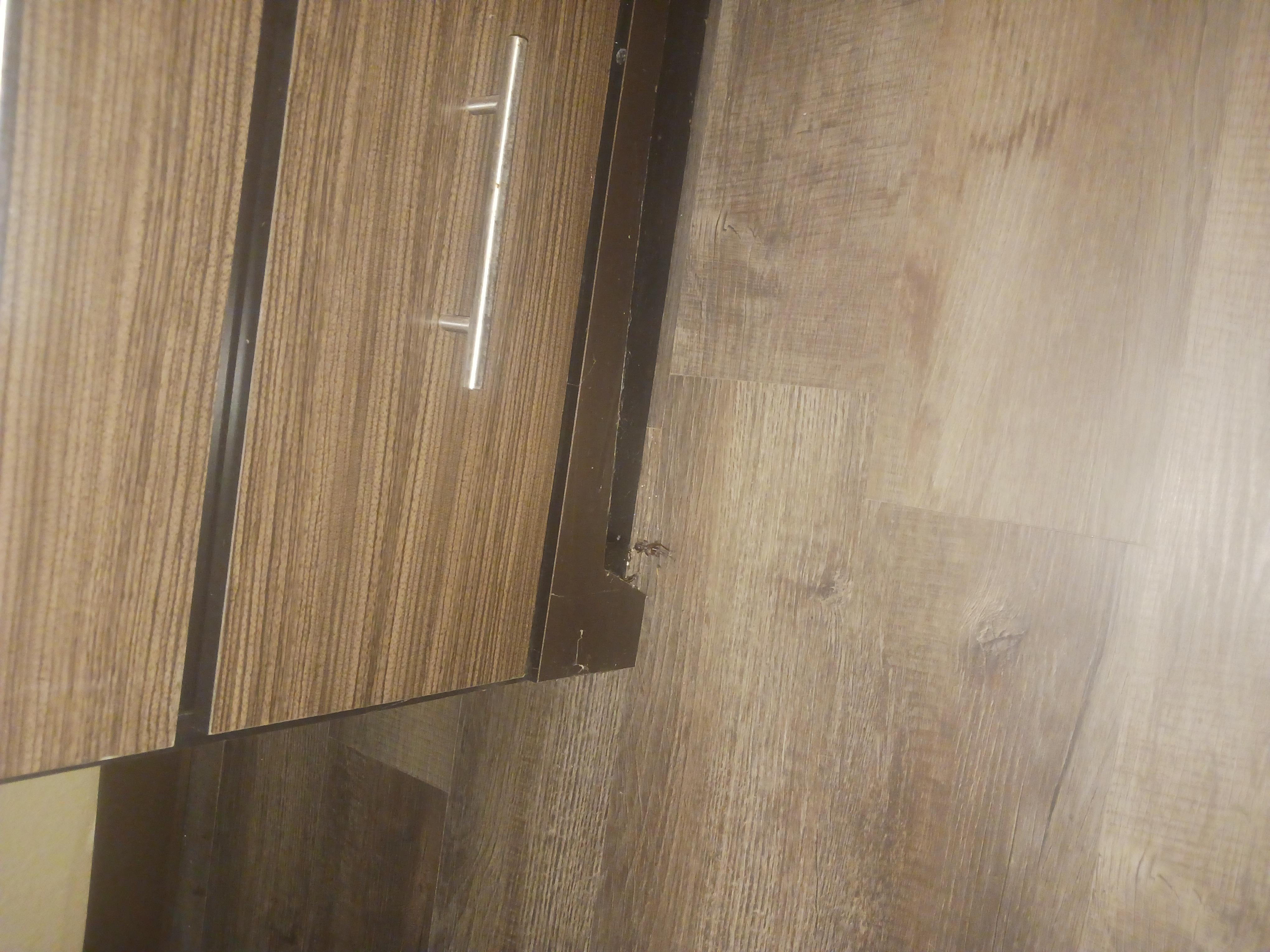 Dead cricket incised in spider web