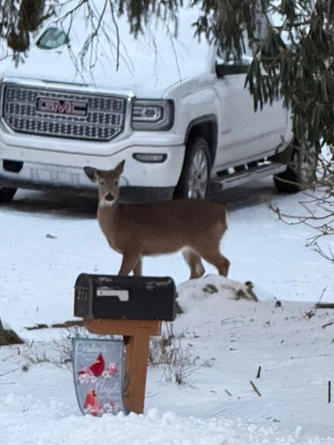 Deer at car