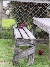 Beautiful bird kept coming into the backyard