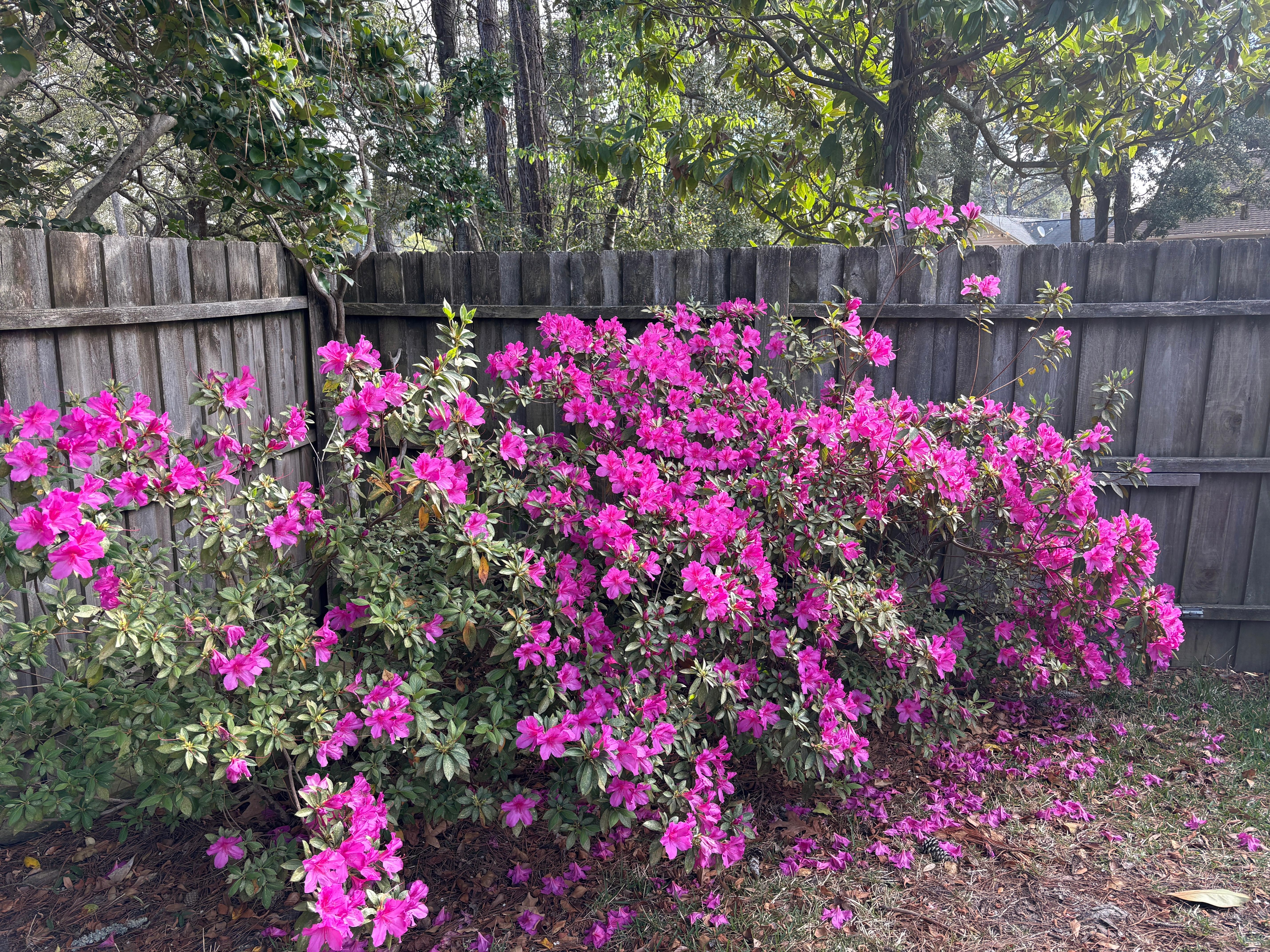 Gorgeous flowering foliage 