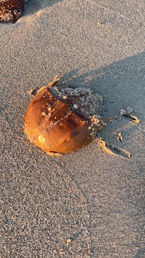 We walked the beach and found this horseshoe crab!