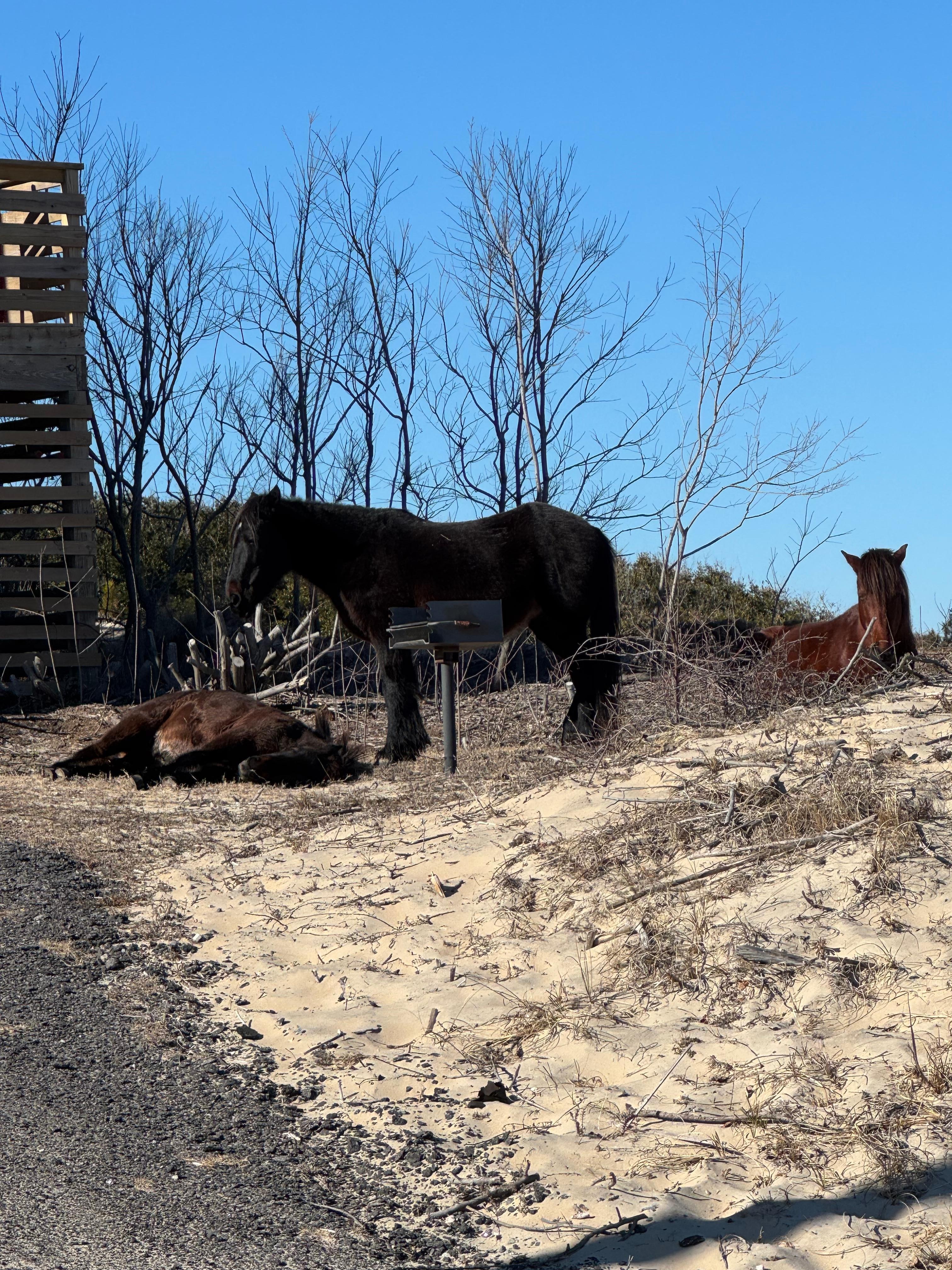 Wild horses warming in the sun