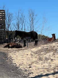 Wild horses warming in the sun