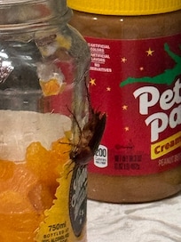 Unexpected and unwelcome intruder #3.