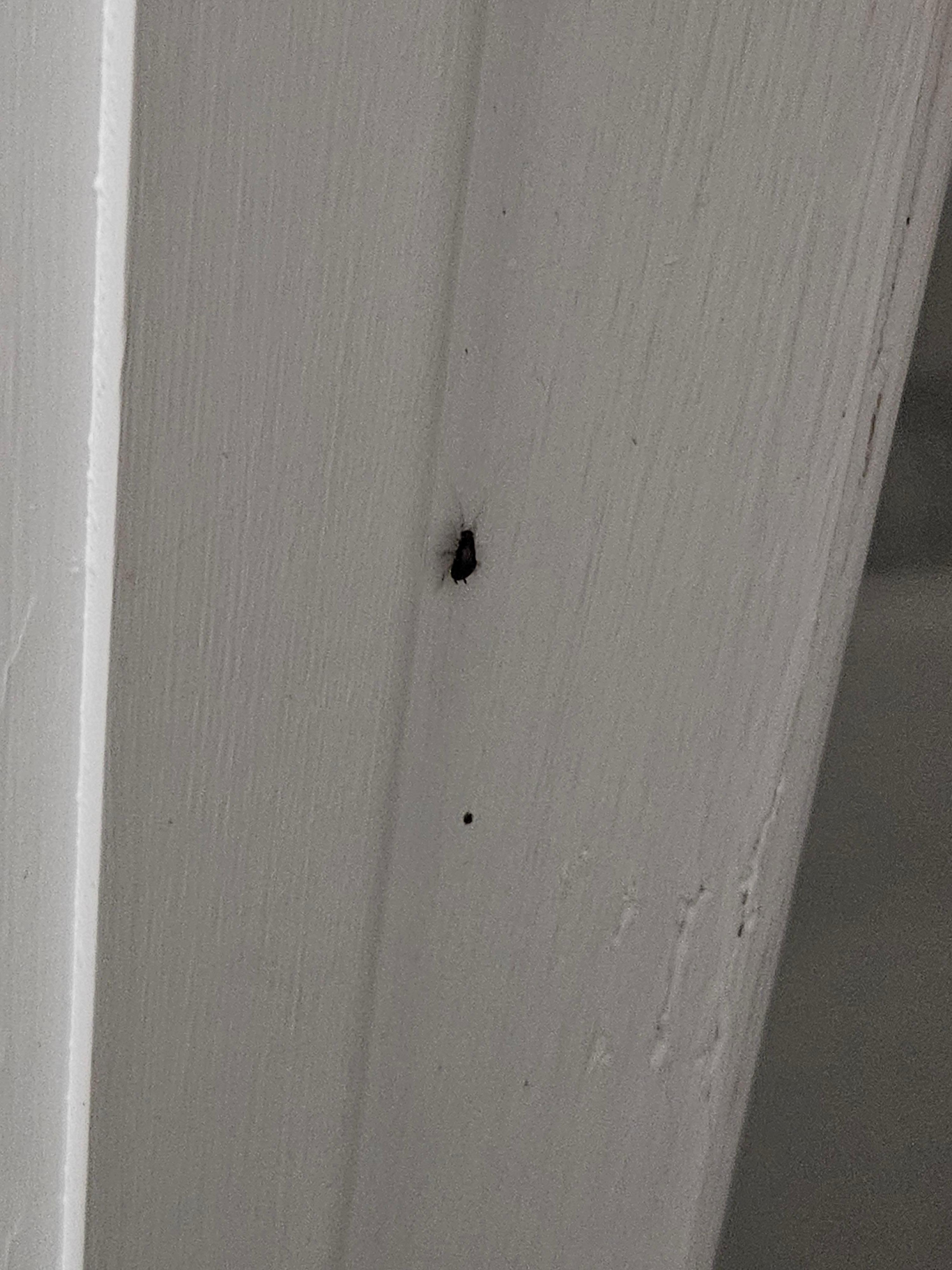 Roaches in room and bathroom 
