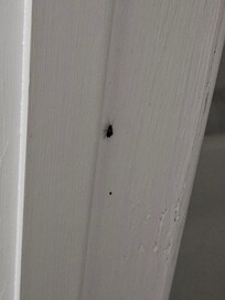 Roaches in room and bathroom
