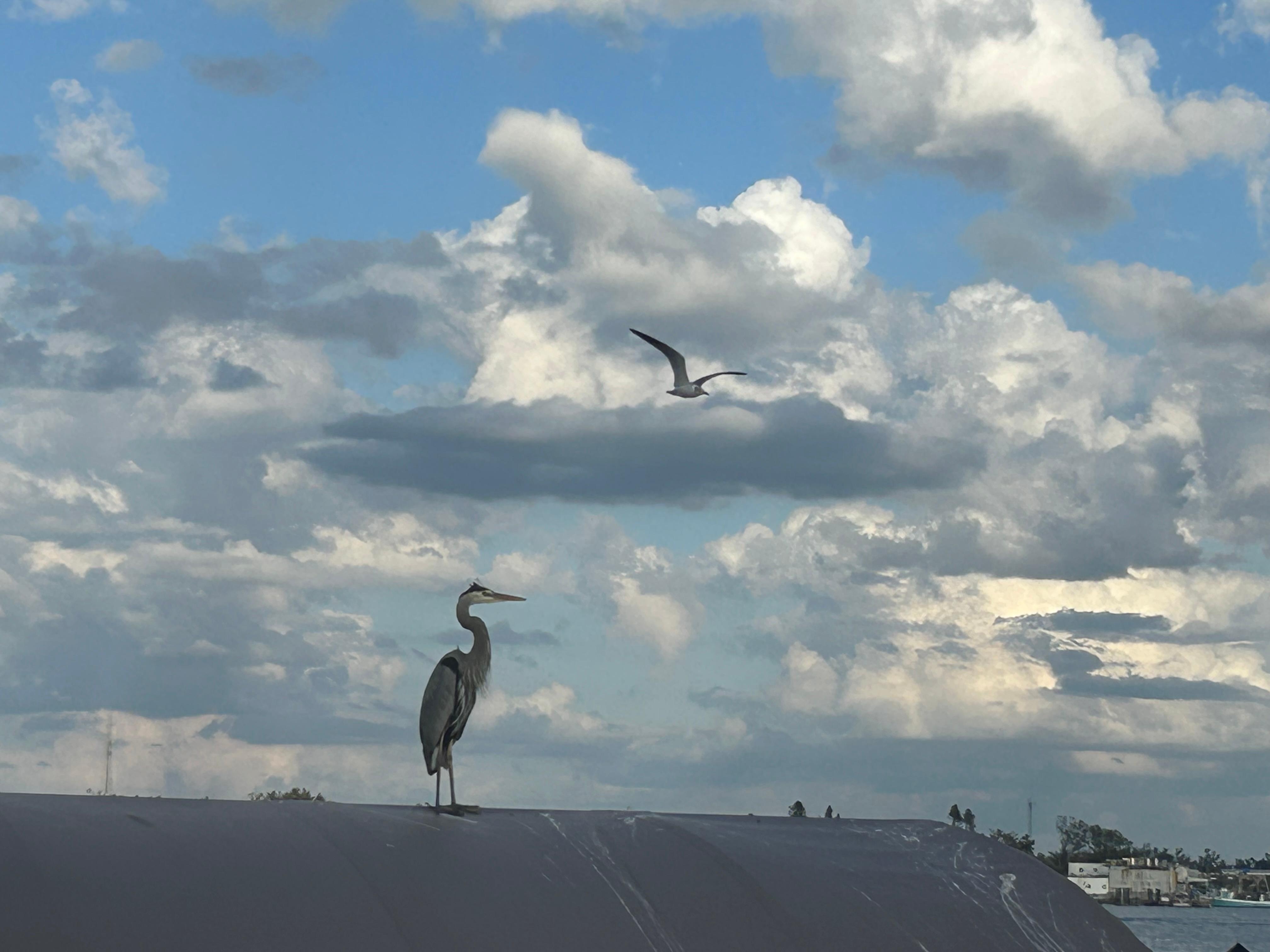 Lots of birds, pelicans,