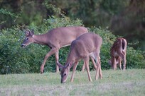 A family of deer browse in the quiet Ellsworth neighborhood.