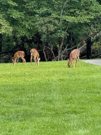 Deer on the golf course