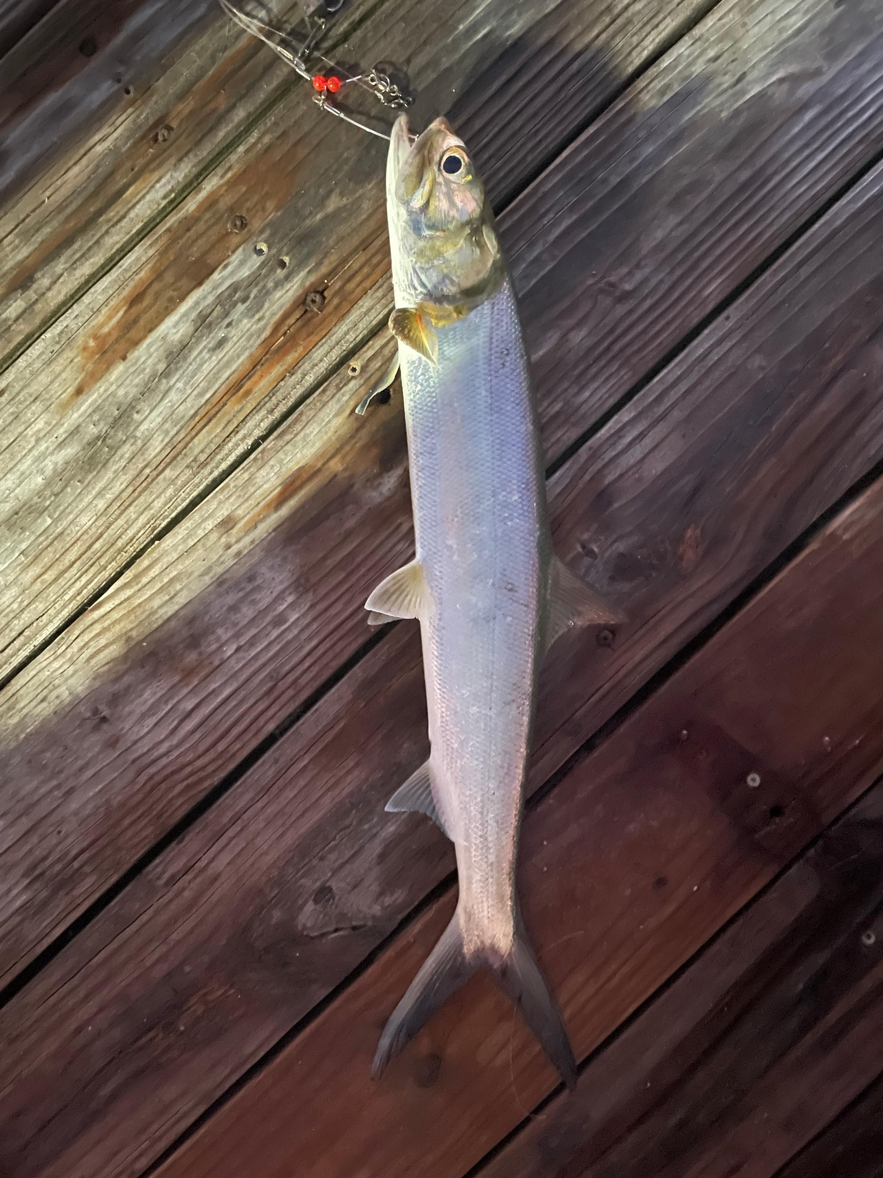 Lady fish caught on dock 