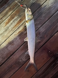 Lady fish caught on dock
