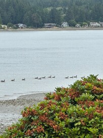 View of Canada geese heading out for the day.