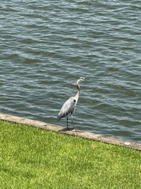 Beautiful blue herons all around the lake just close enough to zoom in on.