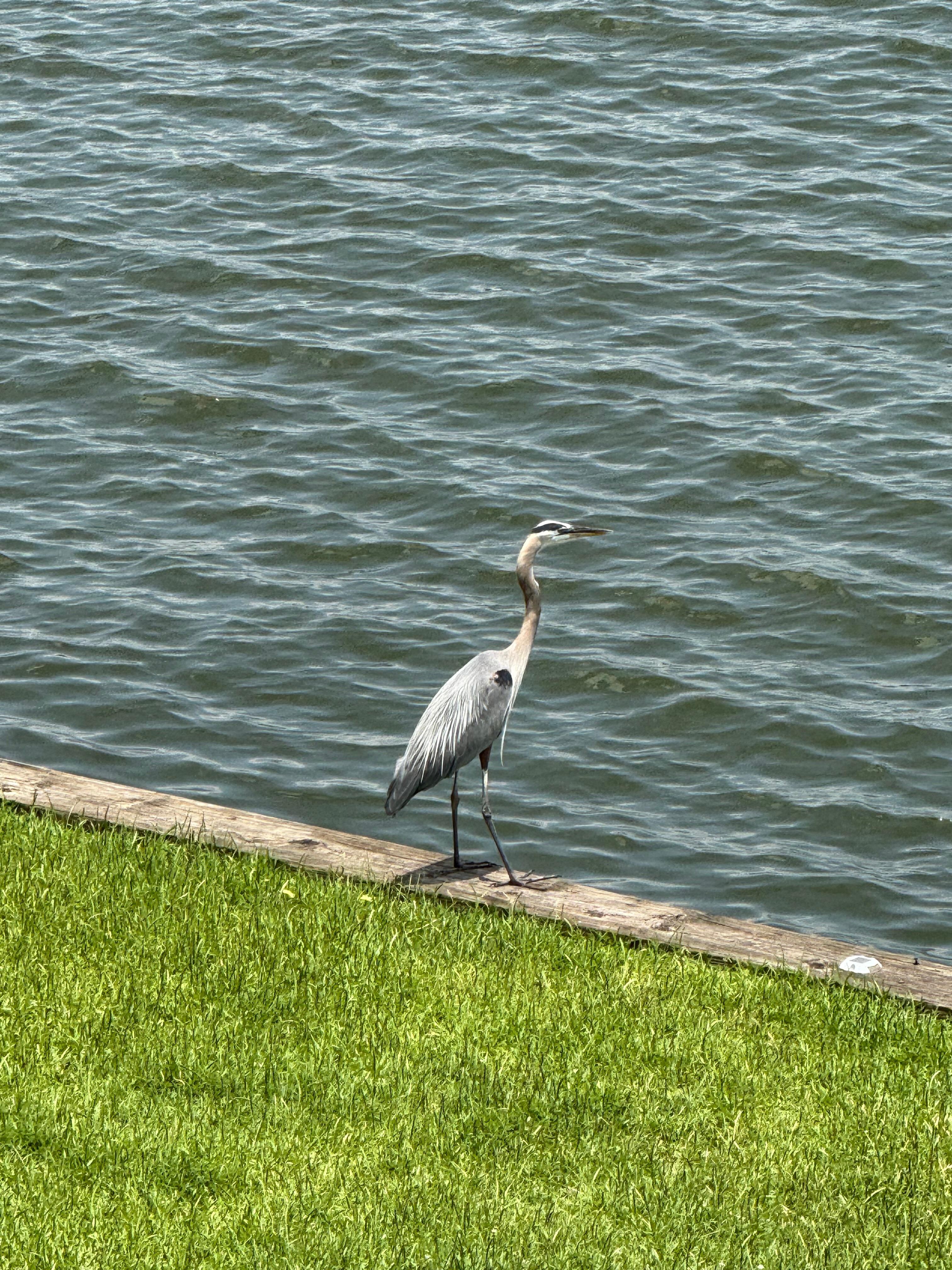 Beautiful blue herons all around the lake just close enough to zoom in on.