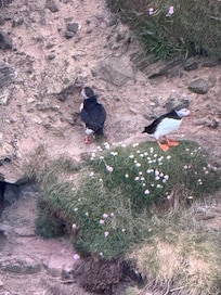 Puffins seen when on Seawolf Sunset Puffin Tour
