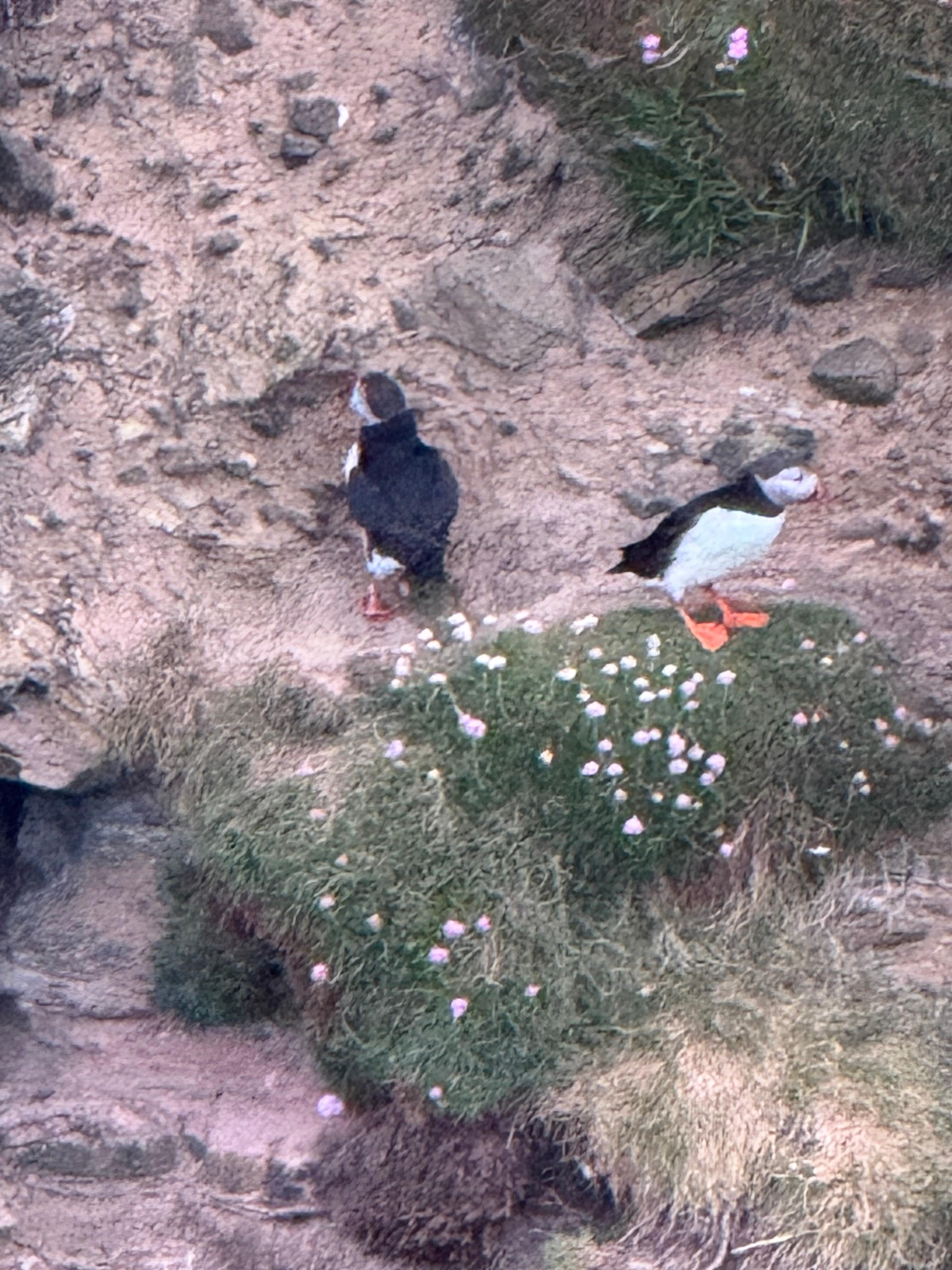 Puffins seen when on Seawolf Sunset Puffin Tour