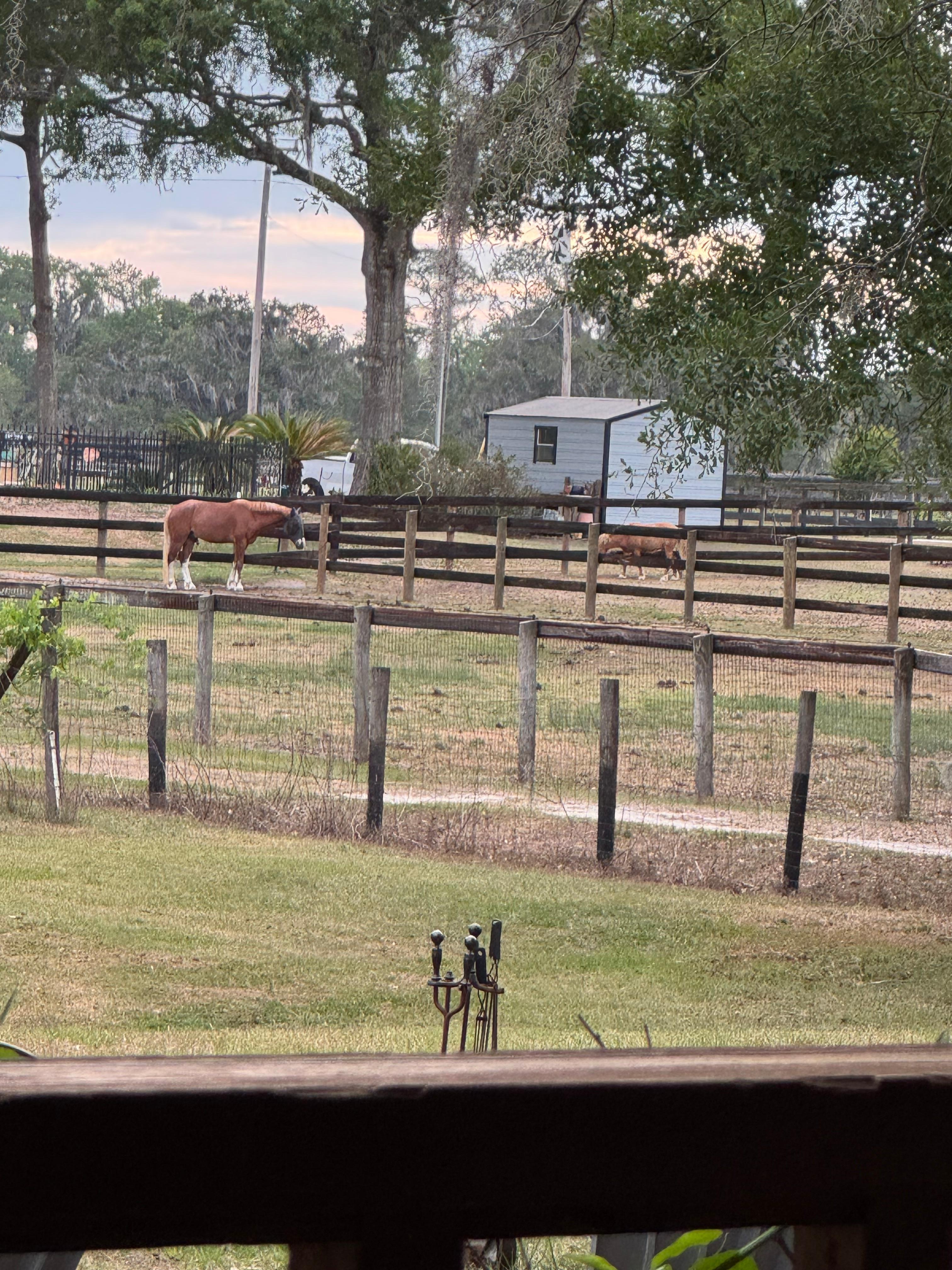 Horses