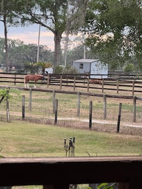Horses