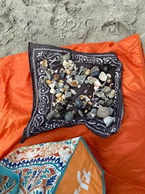 The shells I collected.