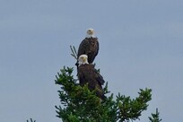 Bald Eagles in a nearby tree