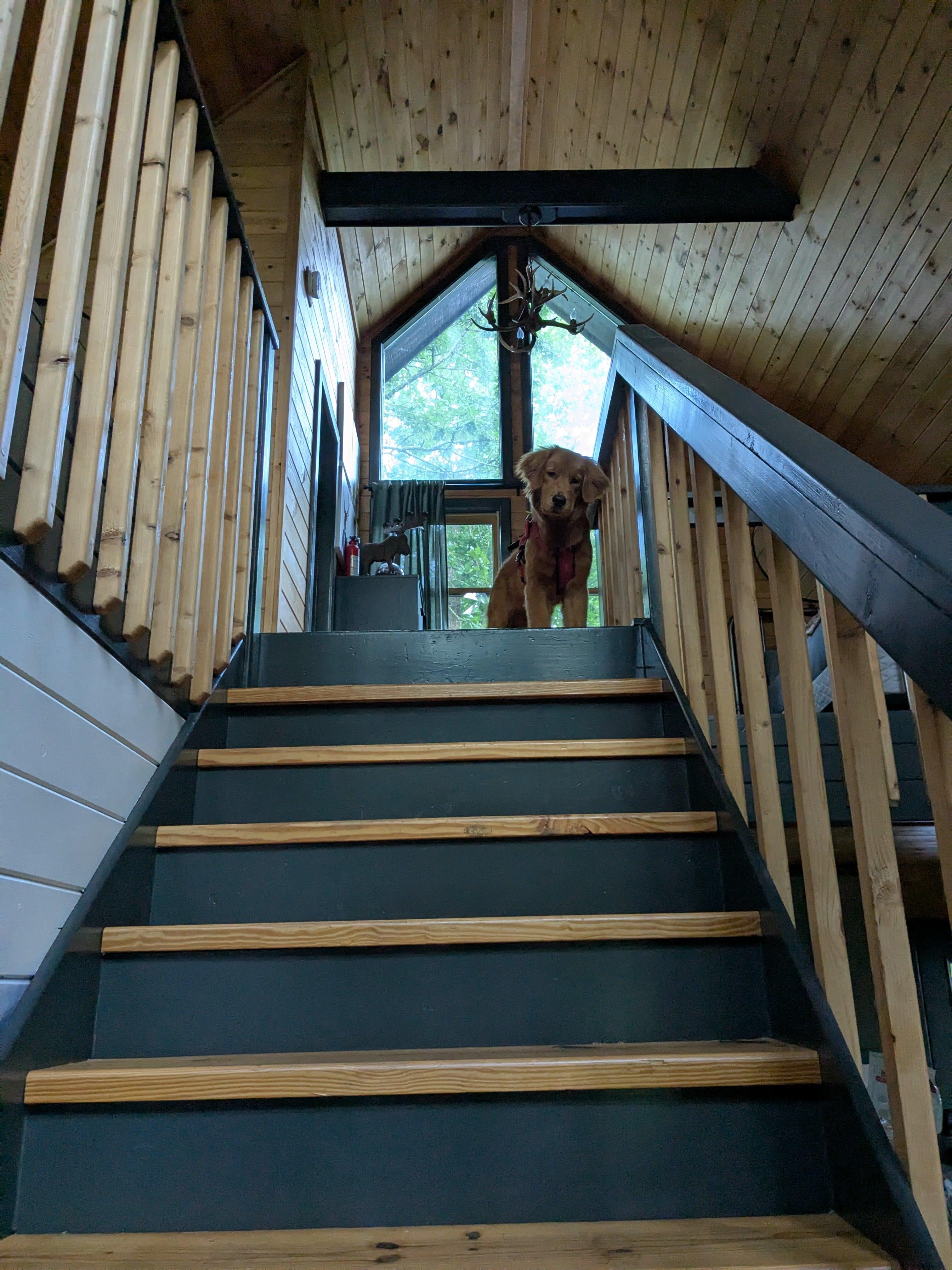 Our dog was obsessed with the upstairs lol