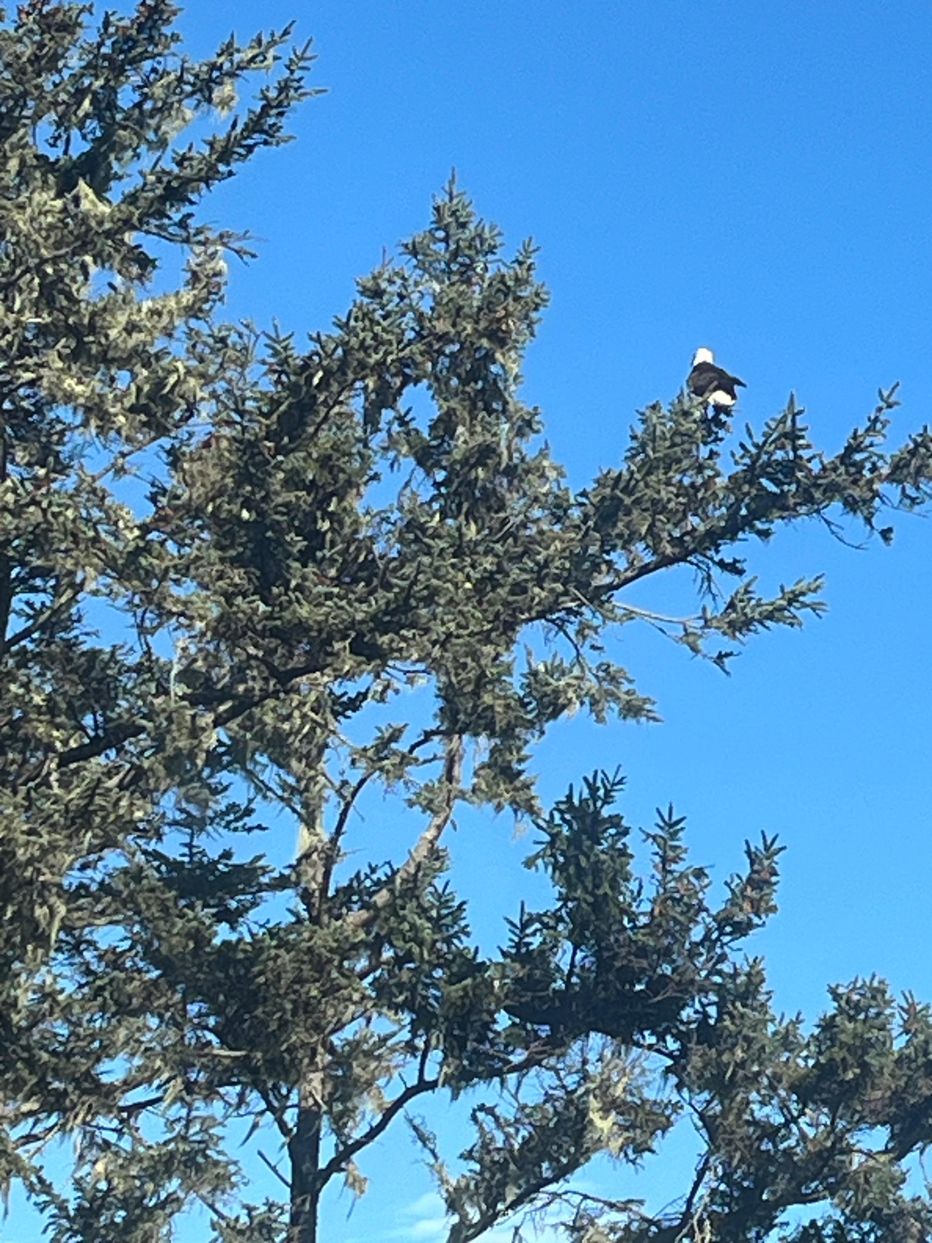 Bald Eagle right off the deck. 