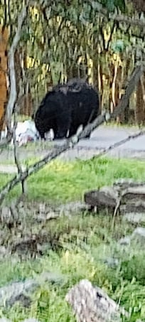 Make sure trash is locked up. The neighbors' wasn't.