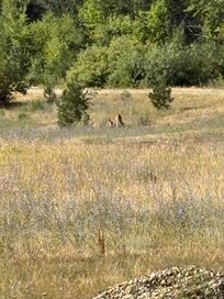 Mama and baby deer from the back patio