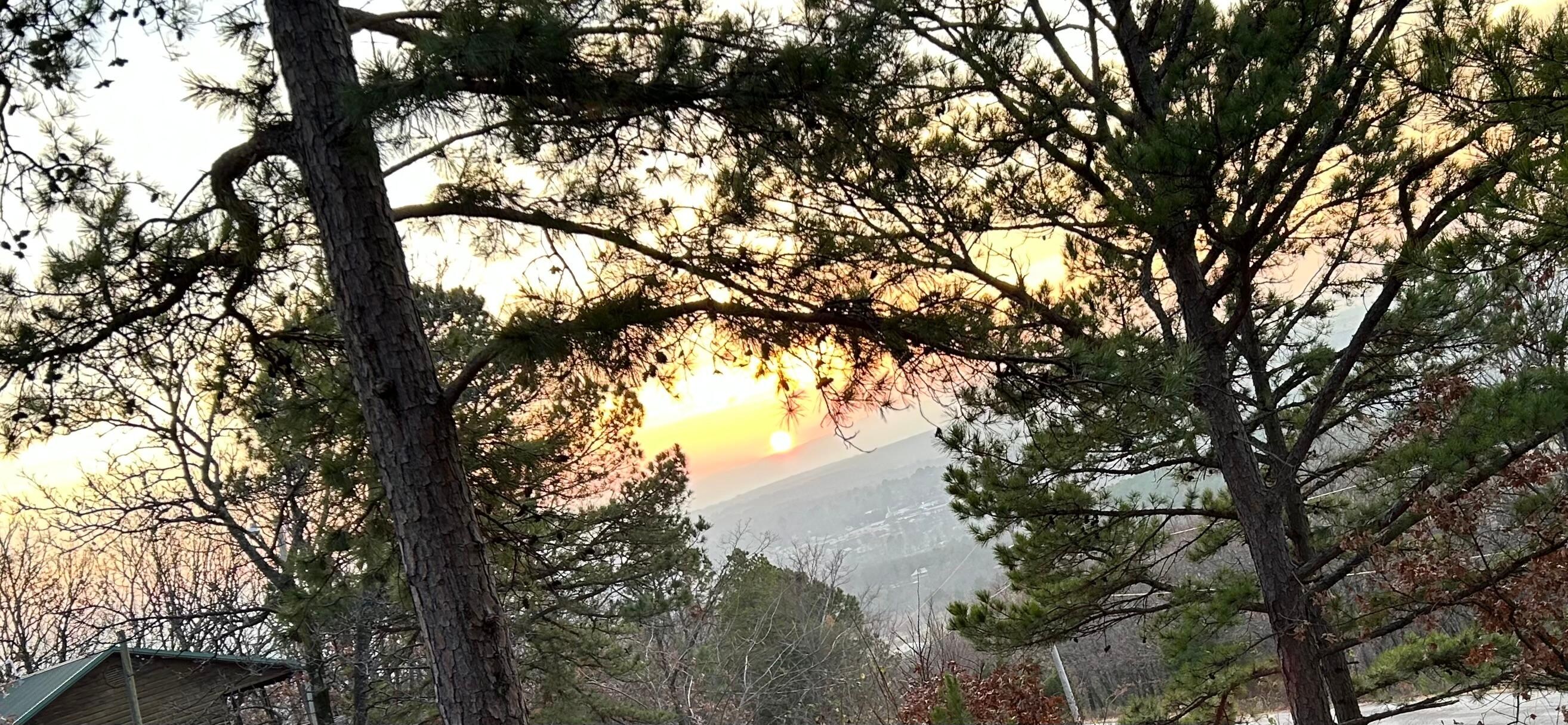 Sunset through the pines