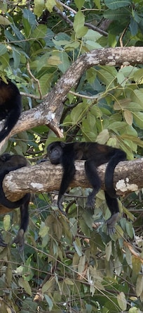 We saw so many Howler monkeys.