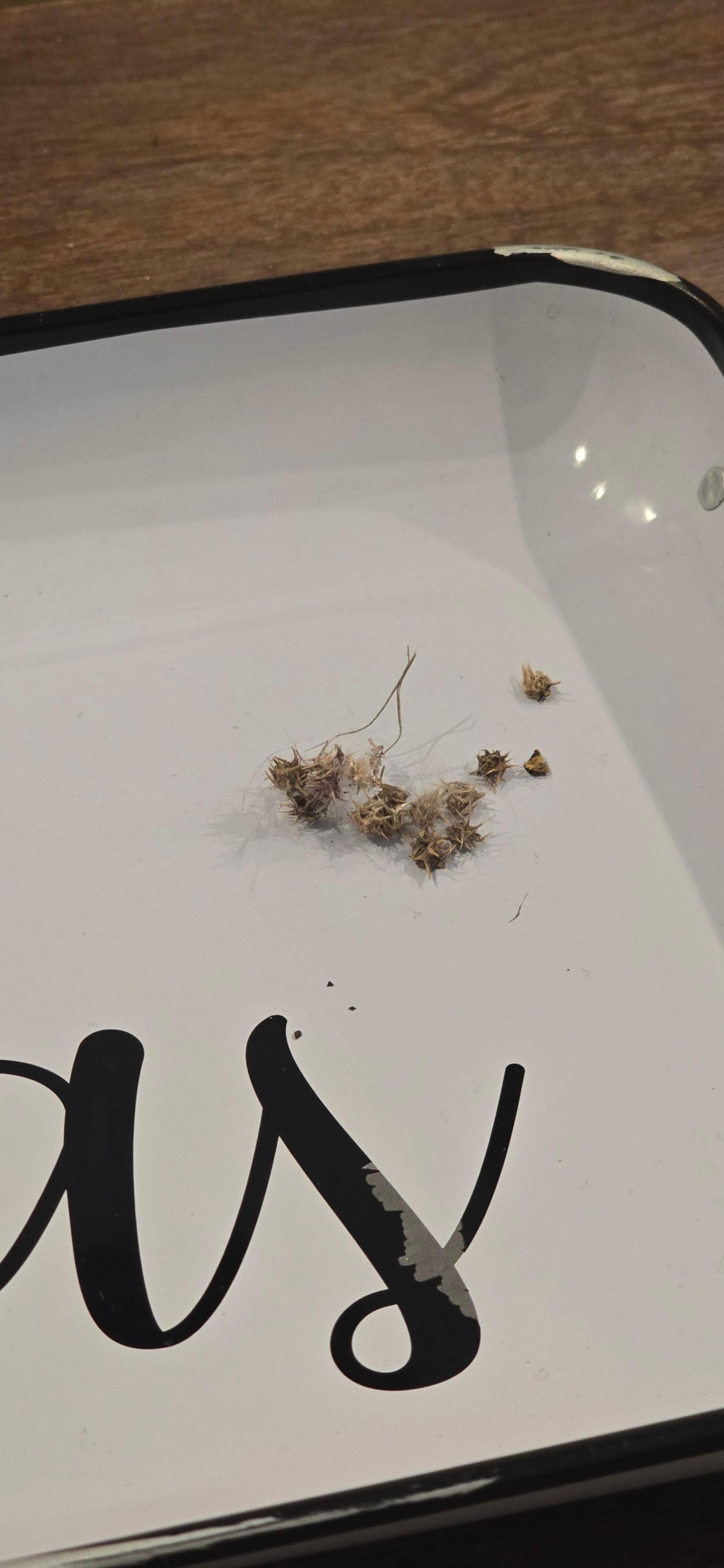 A few stickers we pulled out of the dog's hair. 