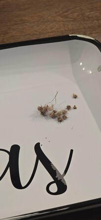 A few stickers we pulled out of the dog's hair.