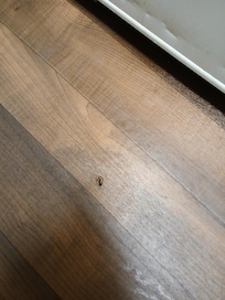 Roaches
