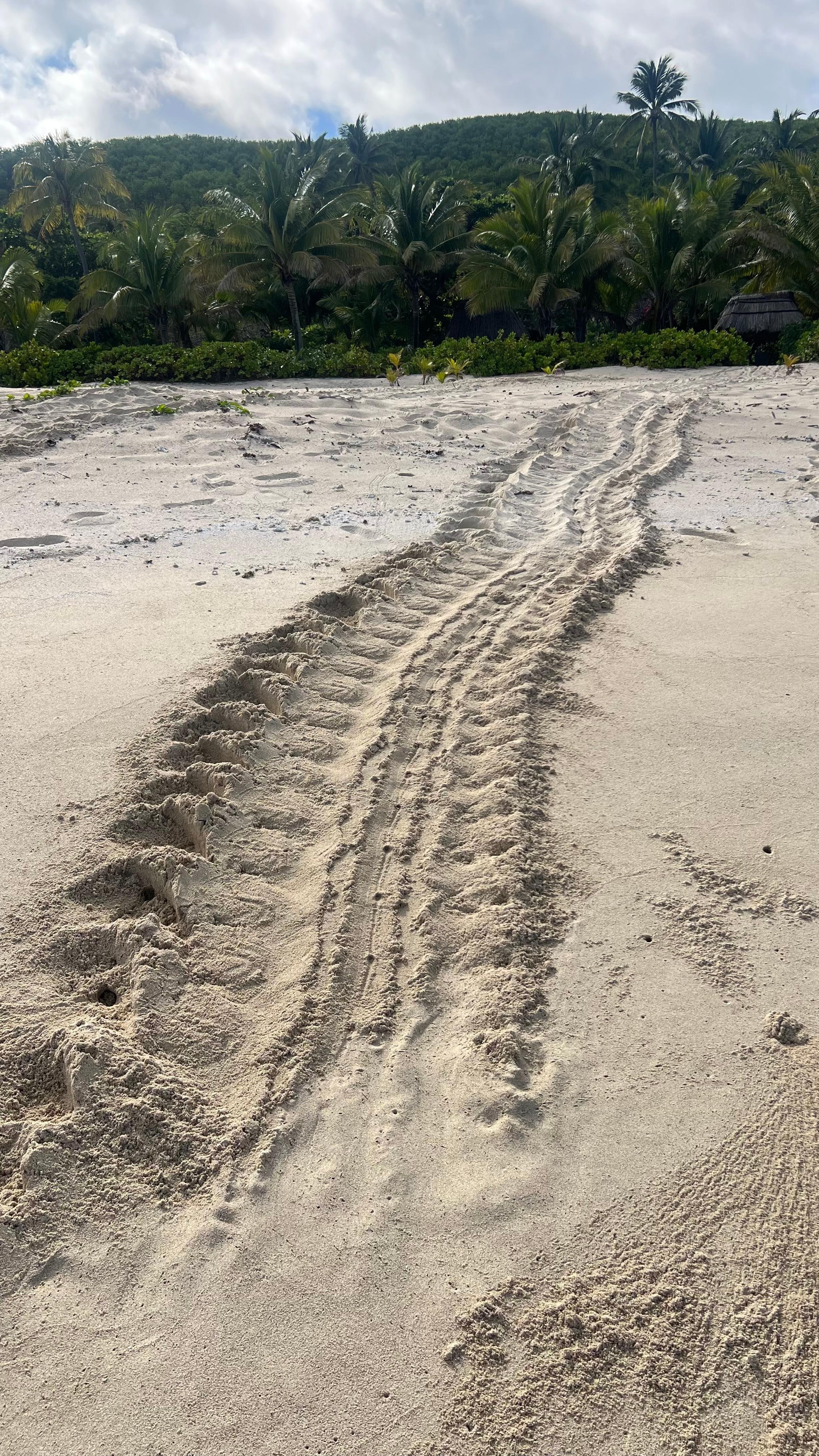 Sea turtles trek back to the ocean after laying her eggs on the beach 