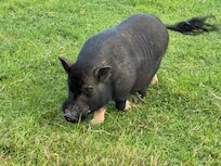 Piglet!!