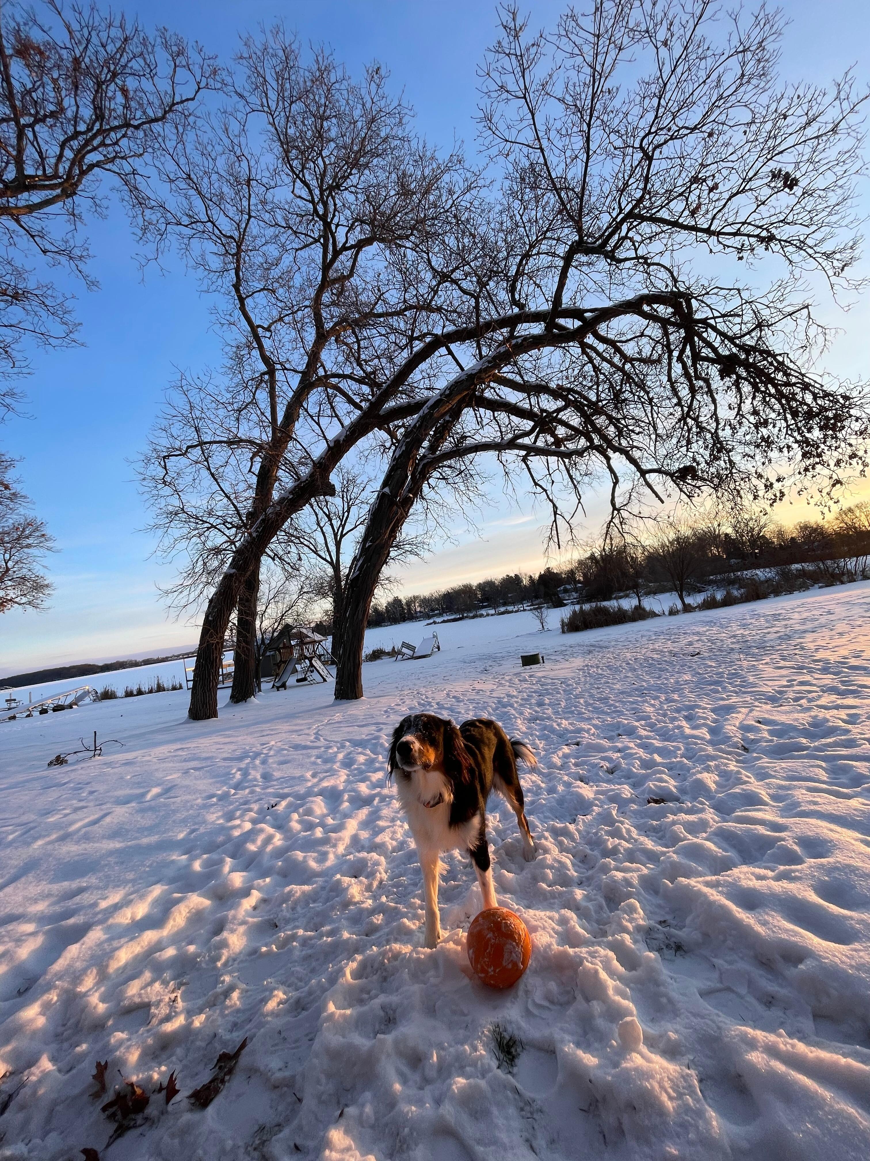 Clover and an early morning play session.