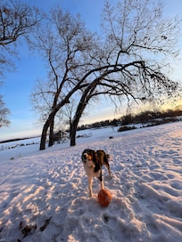 Clover and an early morning play session.