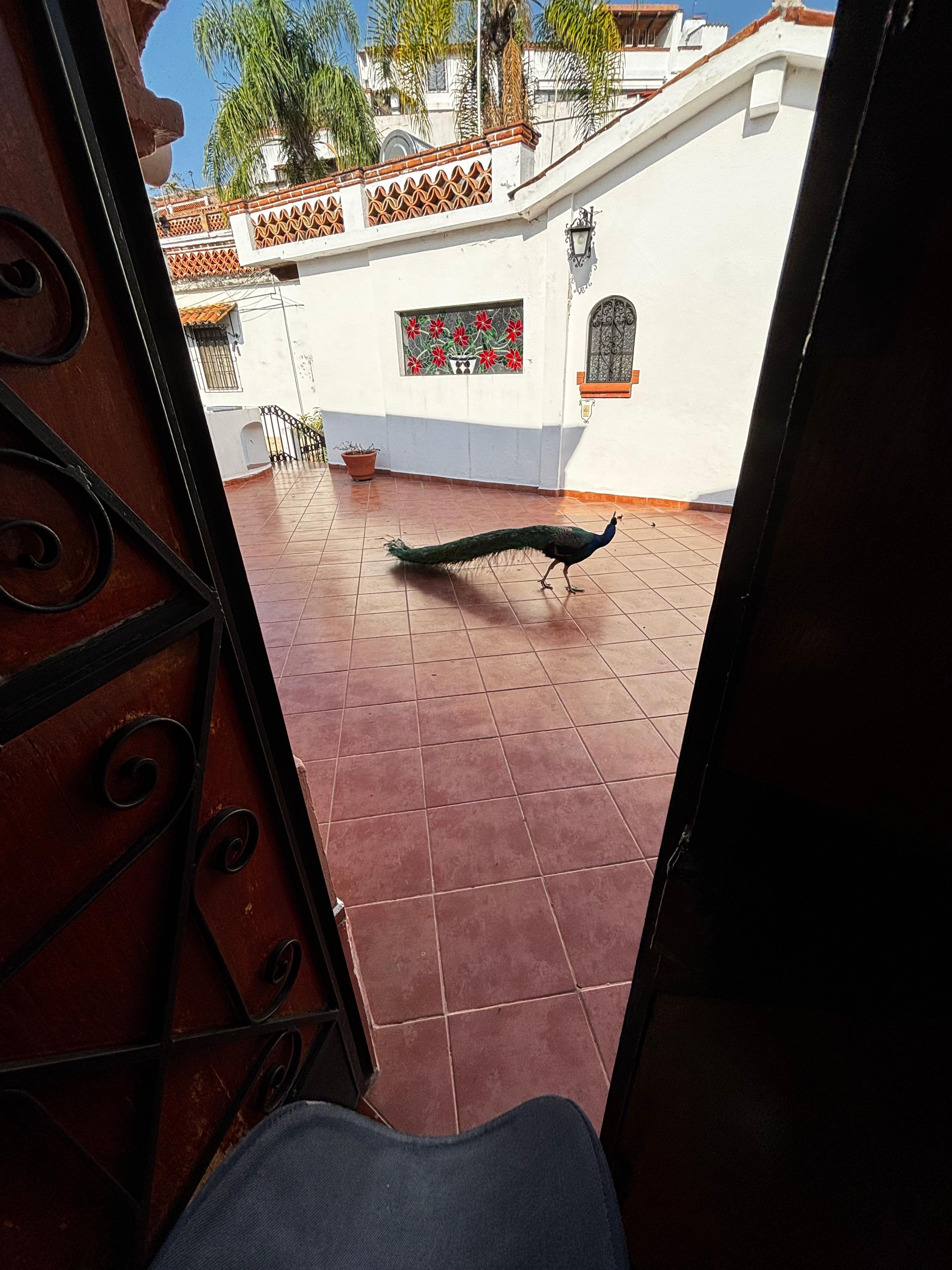 Pavo reales en todos lados muy lindos