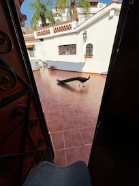 Pavo reales en todos lados muy lindos
