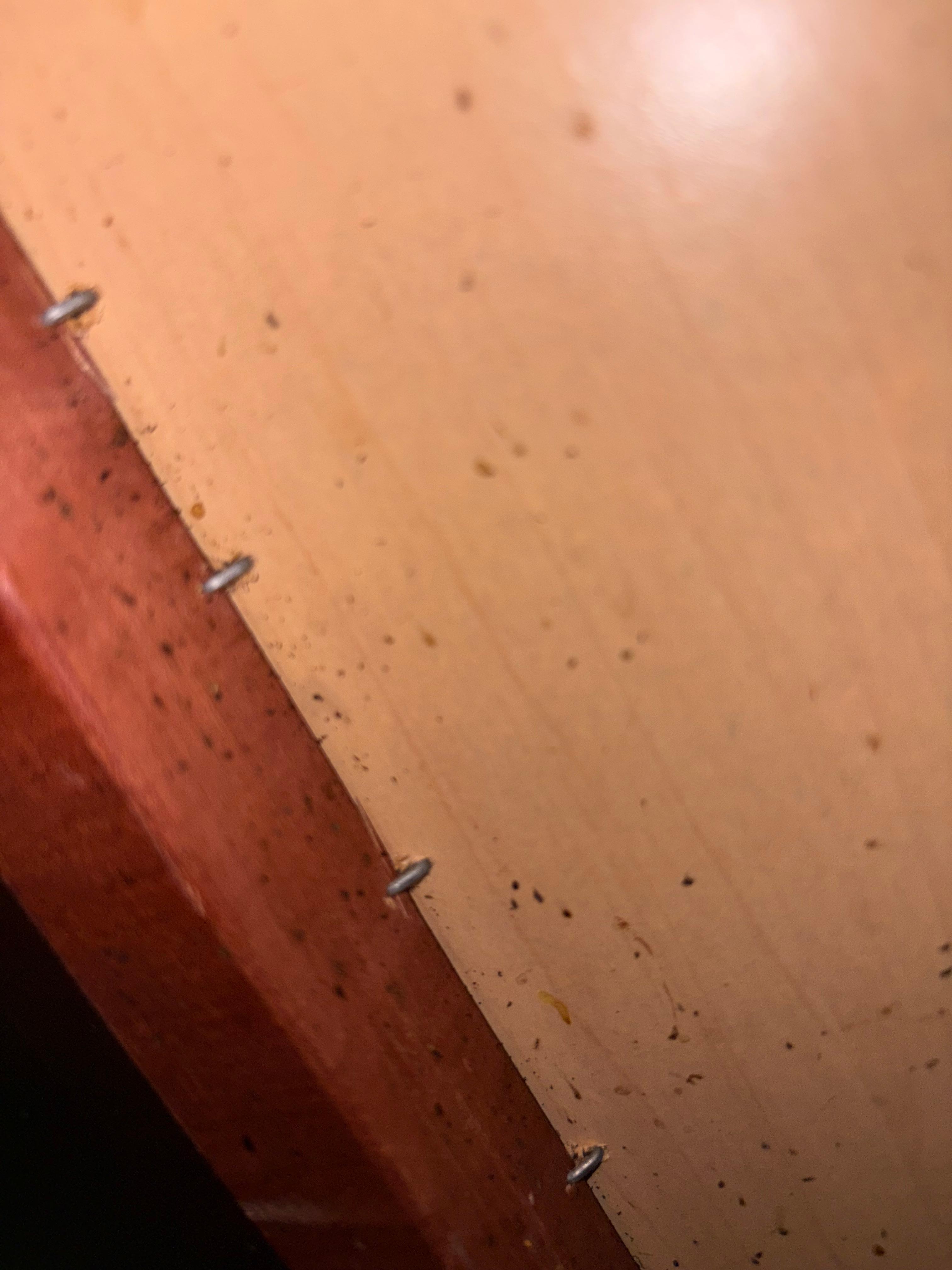 Cabinet with bedbug traces