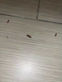 Dead roaches in bathroom