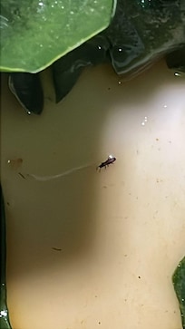 Insecto en la ensalada