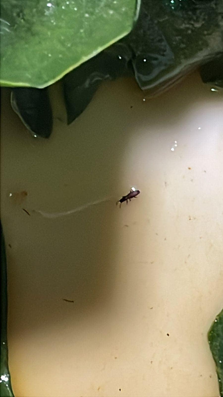 Insecto en la ensalada