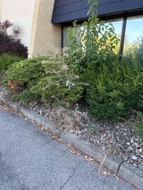 Weeds outside hotel.