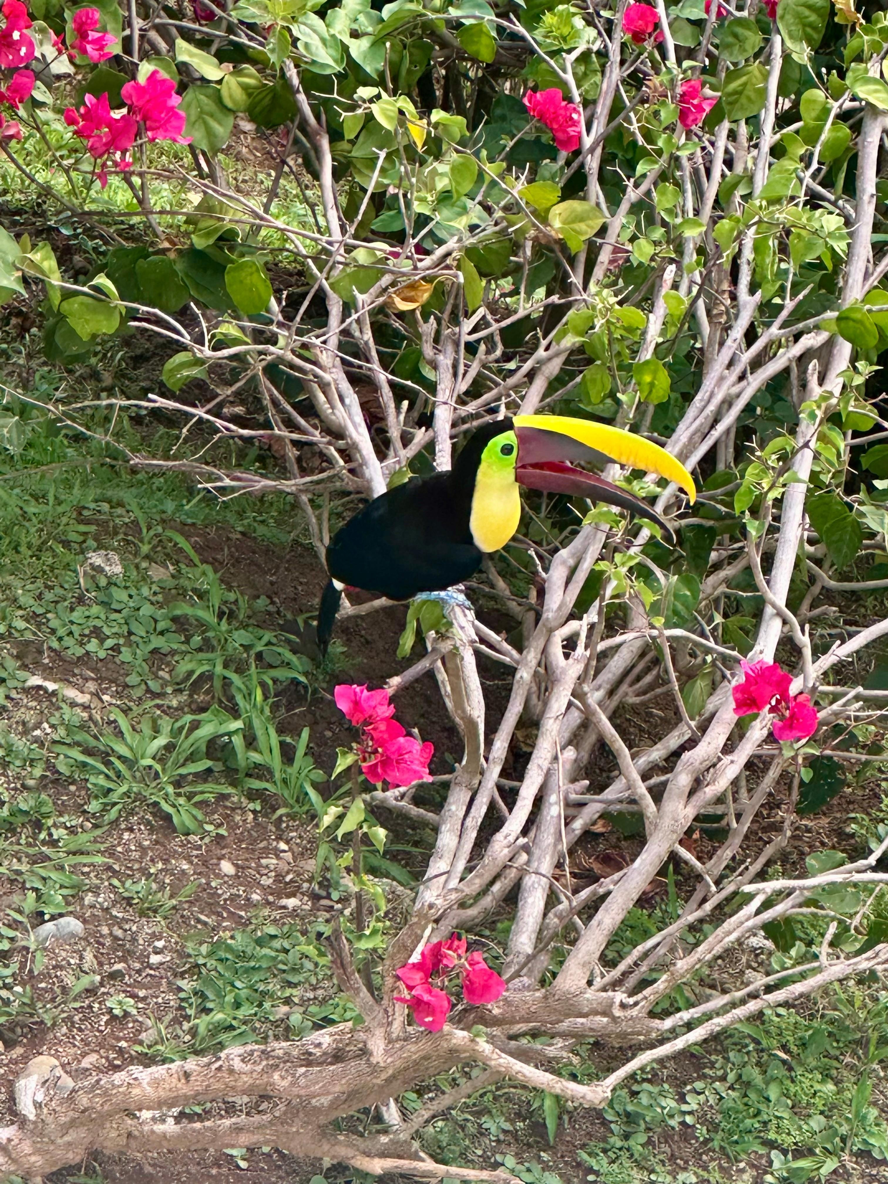 Toucan spotted on the property!