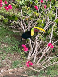 Toucan spotted on the property!